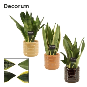 Sansevieria super mix 12 cm in Lois (Deco-collection)