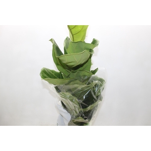FICUS LYRATA P17