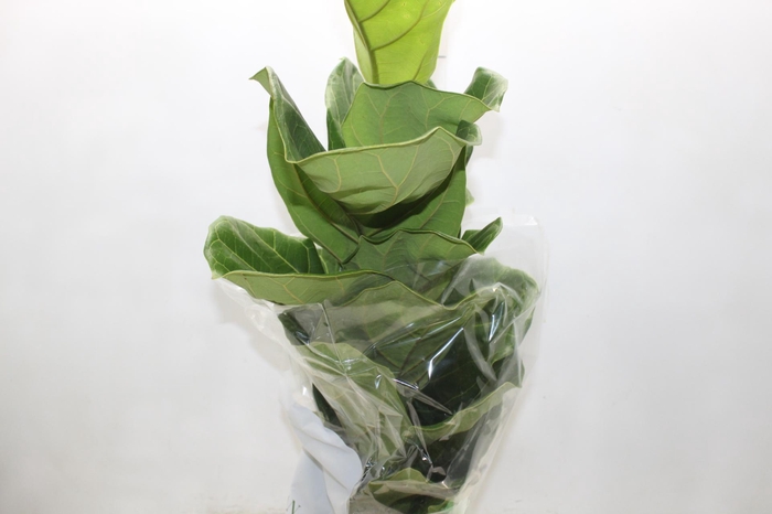 <h4>FICUS LYRATA P17</h4>