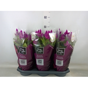 Celosia spic. 'Deep Purple'
