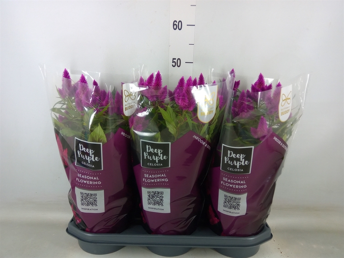 <h4>Celosia spic. 'Deep Purple'</h4>