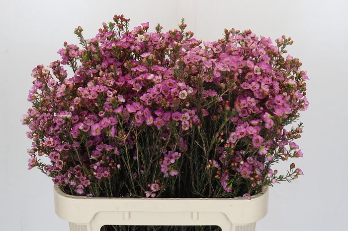 <h4>Chamelaucium Adi</h4>