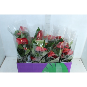 ANTHURIUM VARIADO P15