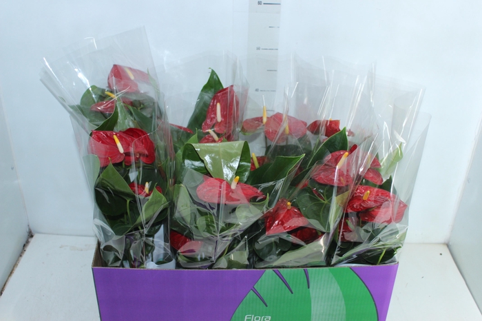 <h4>ANTHURIUM VARIADO P15</h4>