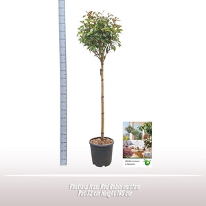 Photinia fraseri