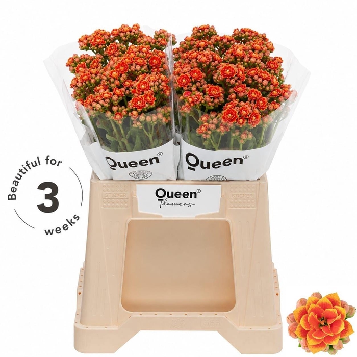 <h4>KAL FLAMIN OR MEADOW</h4>