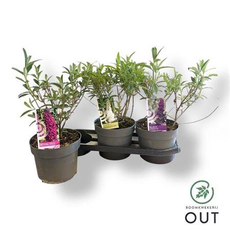 <h4>Buddleya Davidii Ov Gem</h4>