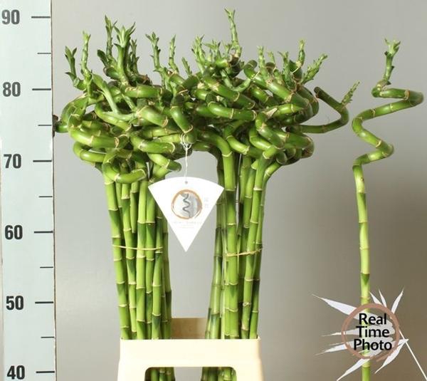 <h4>DRAC S LUCKY BAMBOO</h4>