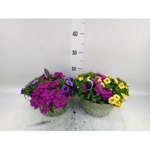 Arr.   Perkplanten L%