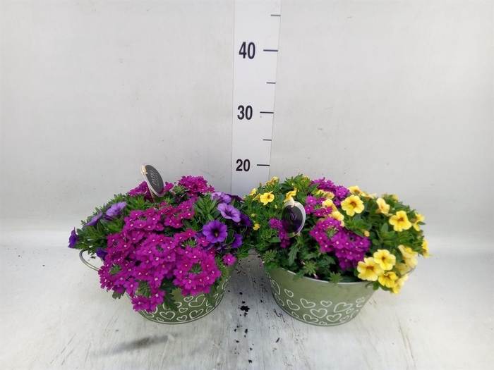 <h4>Arr.   Perkplanten L%</h4>