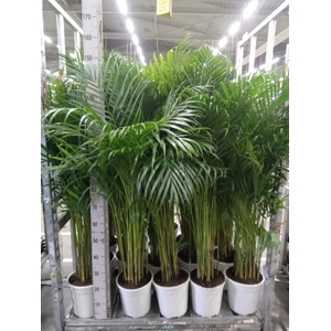 Dypsis lutescens   ...Chrysalidoca