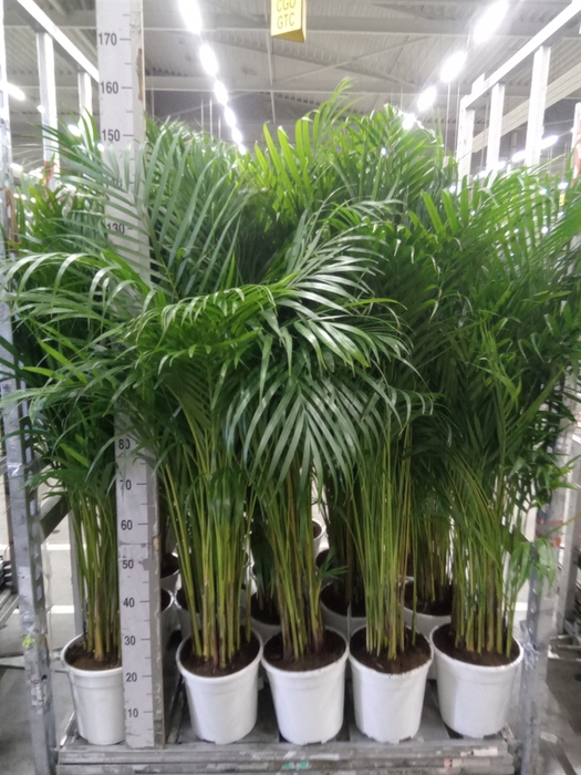 <h4>Dypsis lutescens   ...Chrysalidoca</h4>
