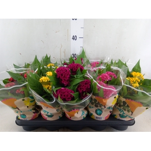 Celosia arg. CR 'Twisted'   ...mix