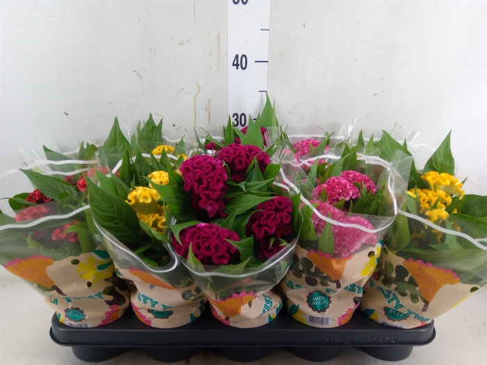 <h4>Celosia arg. CR 'Twisted'   ...mix</h4>