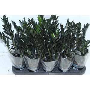 ZAMIOCULCAS DARK ZAMICRO P11