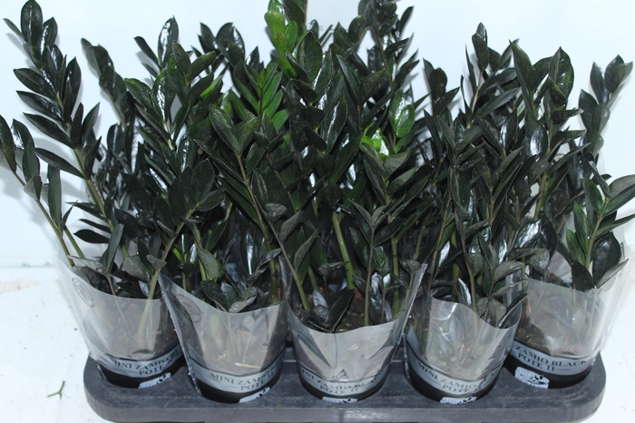 <h4>ZAMIOCULCAS DARK ZAMICRO P11</h4>