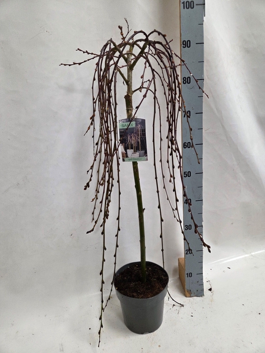 <h4>SALIX CAP KILMARNOCK</h4>