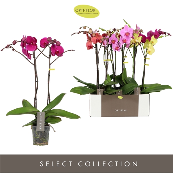 <h4>Phalaenopsis gemengd</h4>