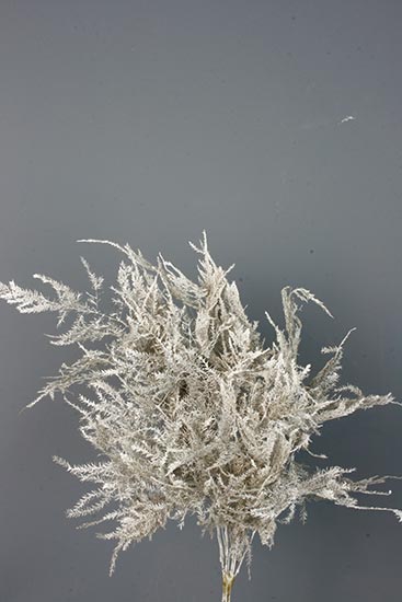 Bunch Asparagus 10pcs Pres.Slv L40