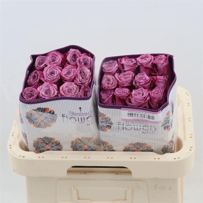 <h4>Rosa gr Moody Blues!</h4>