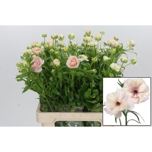 RAN BUTTERFL ARIADNE