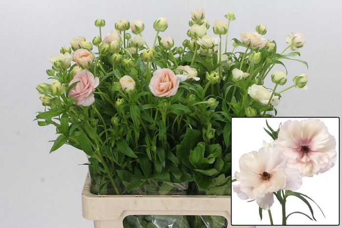 <h4>RAN BUTTERFL ARIADNE</h4>