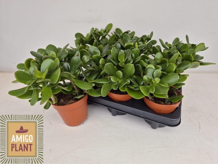 <h4>CRASS OVATA</h4>