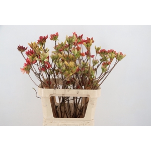 RHODO. MIXED 080CM