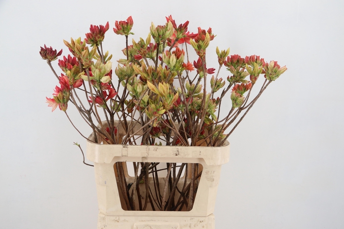 <h4>RHODO. MIXED 080CM</h4>