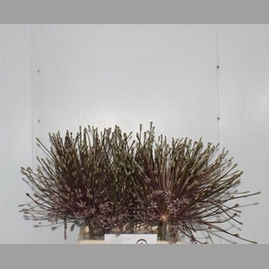 ALLIUM SCHUBERTII