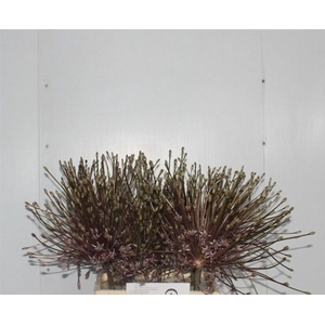 ALLIUM SCHUBERTII