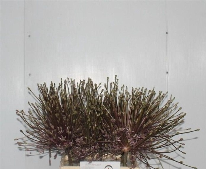 <h4>ALLIUM SCHUBERTII</h4>