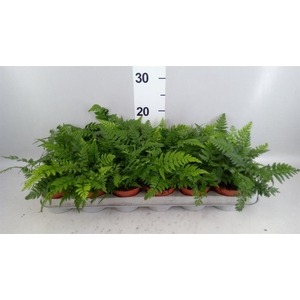 Athyrium ...