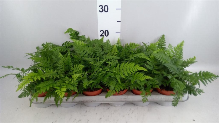 <h4>Athyrium   ...</h4>