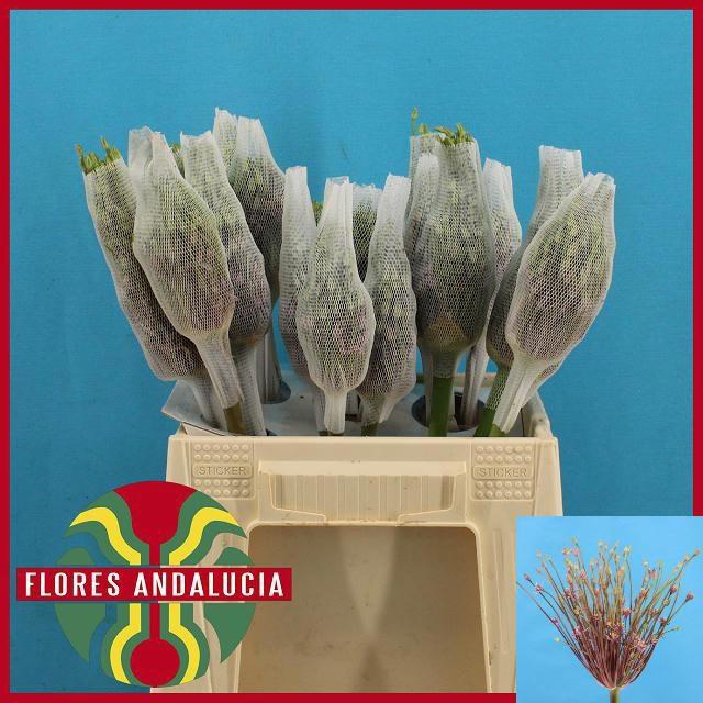 <h4>ALLIUM SCHUBERTII</h4>