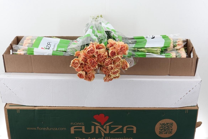 <h4>Di St Sonora Box</h4>