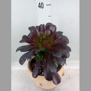 Aeonium arboreum 'Velours'