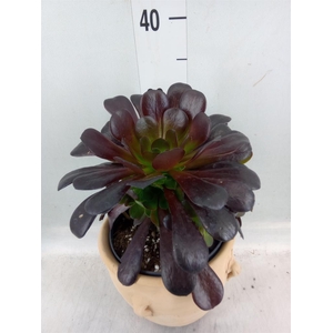 Aeonium arboreum 'Velours'