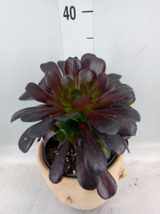 <h4>Aeonium arboreum 'Velours'</h4>