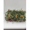 Ficus pumila 'Sunny'