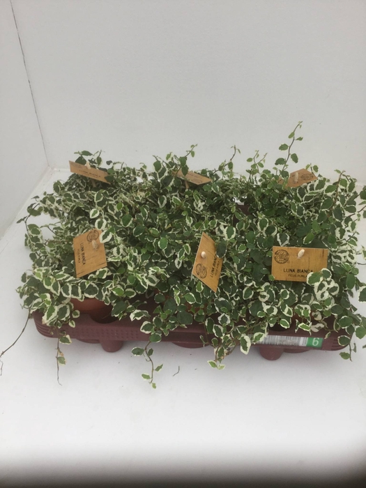 Ficus pumila 'Sunny'