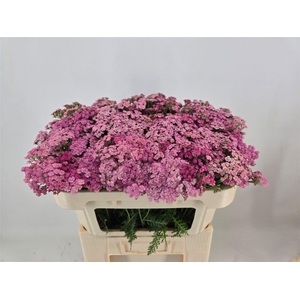 Achillea M Daphne