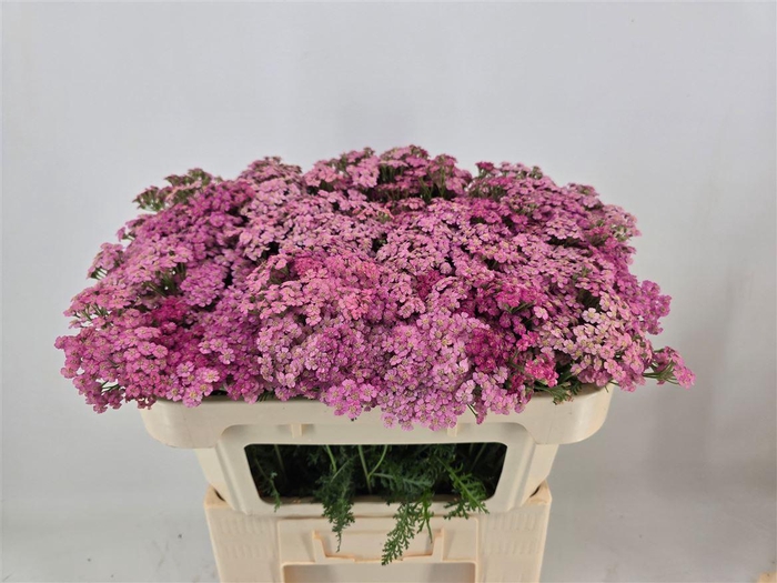 <h4>Achillea M Daphne</h4>