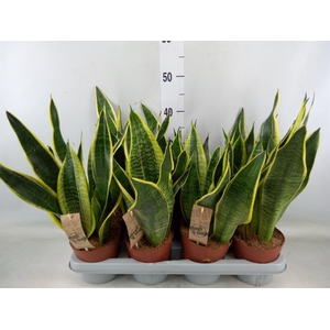 Sansevieria trifa. 'Futura Superba'