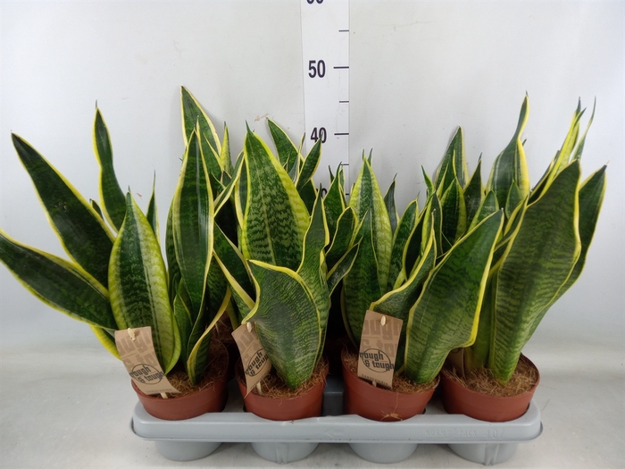 <h4>Sansevieria trifa. 'Futura Superba'</h4>