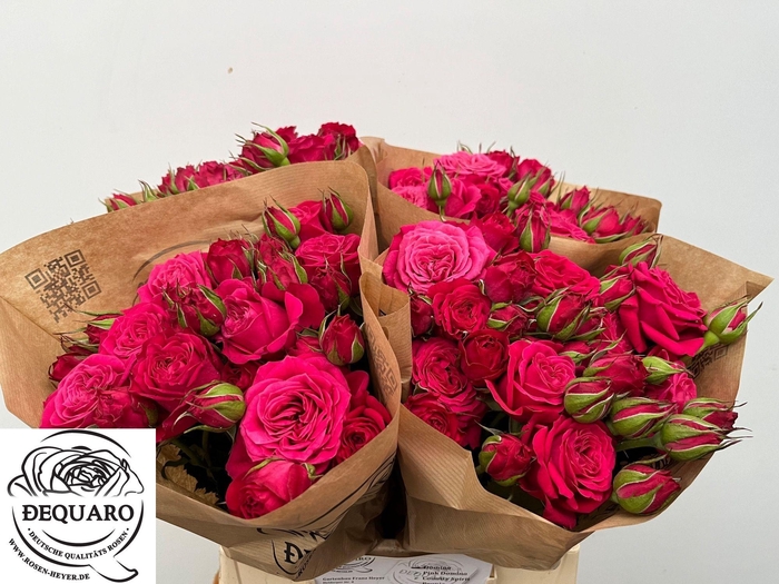 <h4>R TR DOMINO</h4>