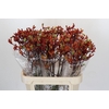 Kangaroo Paw Early Spring Indoor