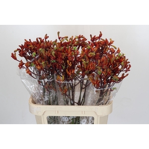 Kangaroo Paw Early Spring Indoor