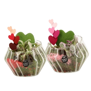 21799: Lovess arrangement