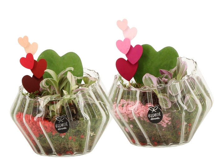 <h4>21799: Lovess arrangement</h4>